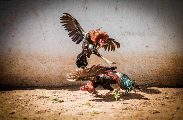 Transmisión no disponible